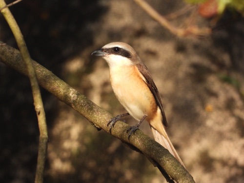 Philippine Brown Shrike